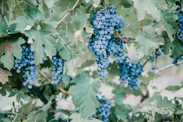 Vin 1